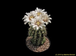 Gymnocalycium siegelianum 477